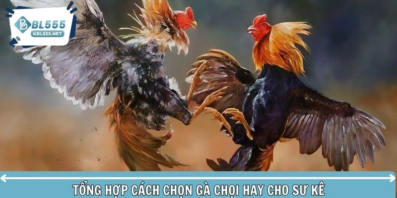 Bí kíp để chọn được một chiến kê chuẩn xác trong đá gà