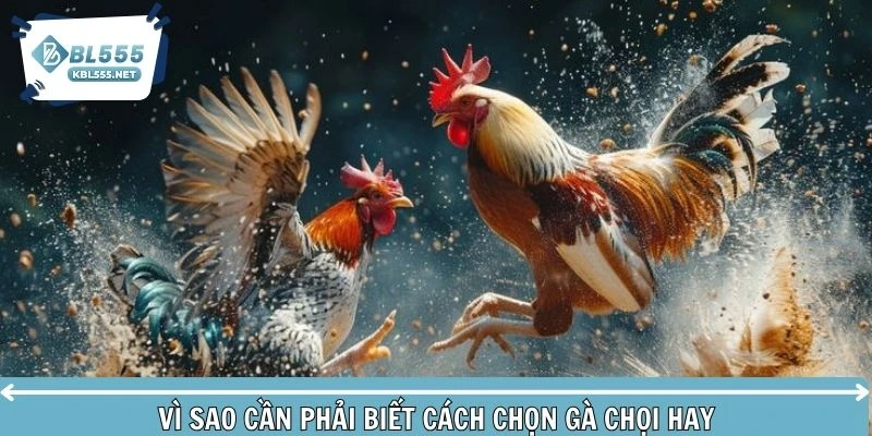 Nắm vững cách chọn chuẩn sẽ giúp bạn tối ưu chiến thắng